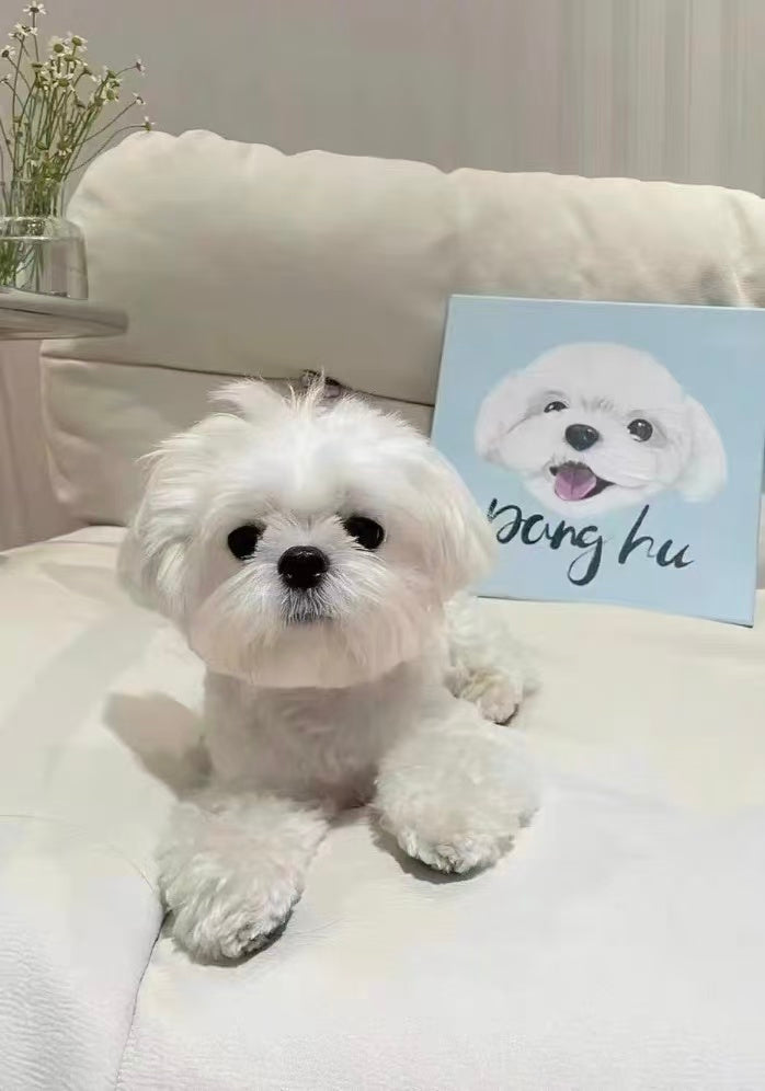 糖果流行乐